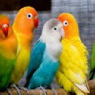 avatare_pasari_1232