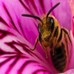 avatare_animale_1216