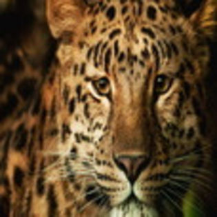 avatare_animale_1218