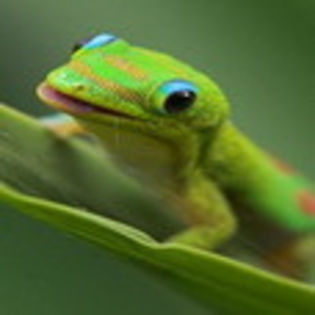 avatare_animale_1231