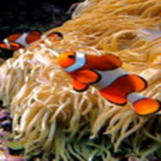 avatare_pesti_1207