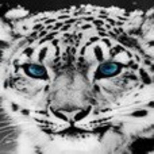 avatare_animale_1205
