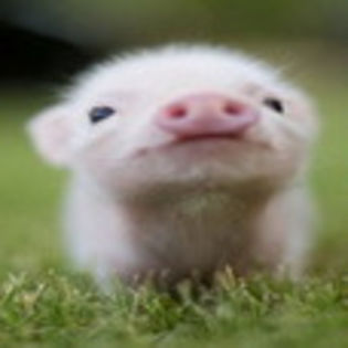 avatare_animale_1208