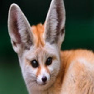 avatare_animale_1220