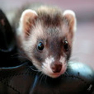 avatare_animale_1223