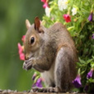 avatare_animale_1224