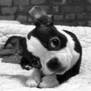 avatare_animale_1199