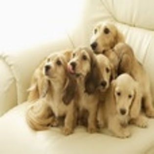 avatare_animale_1211