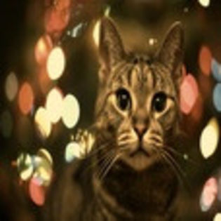 avatare_animale_1215