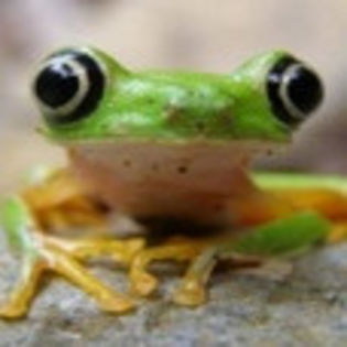 avatare_animale_1200