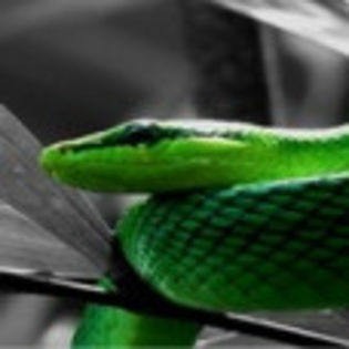 avatare_animale_1203