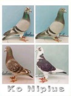 KO NIPIUS