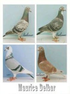 MAURICE DELBAR