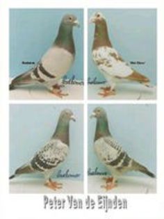 PETER VAN DE EIJNDEN