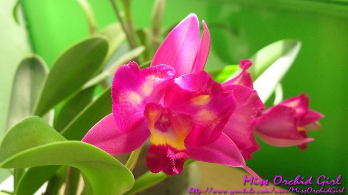 SLC Hawaiian Splash Lea - Orhidee de tip Cattleya