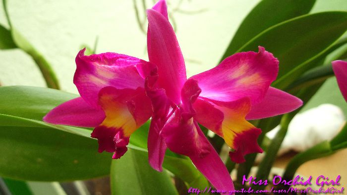 SLC Hawaiian Splash Lea - Orhidee de tip Cattleya