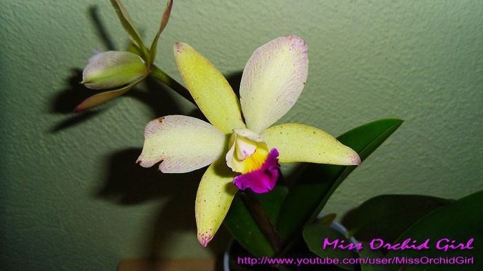 Cattleya Hybrid; Parfumata - citrice si vanilie
