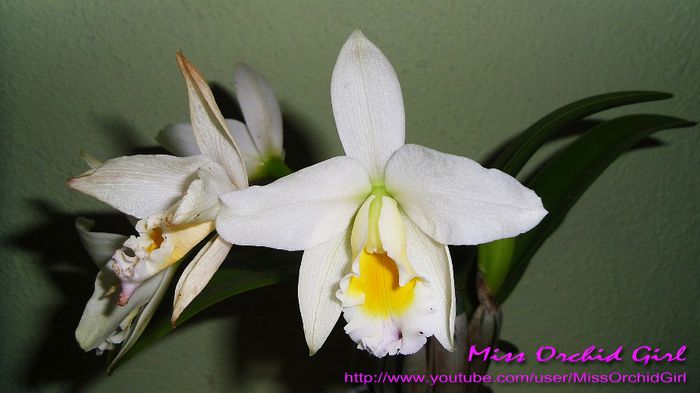 Cattleya Hybrid - Orhidee de tip Cattleya