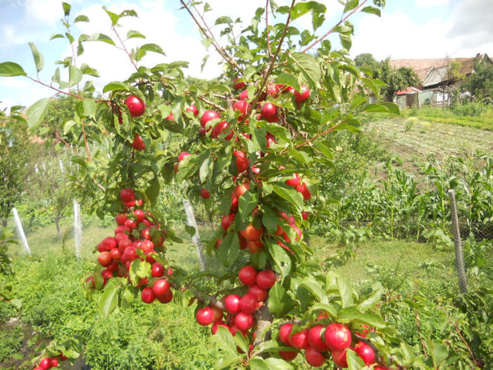 corcoduşe - Fructe din gradina mea