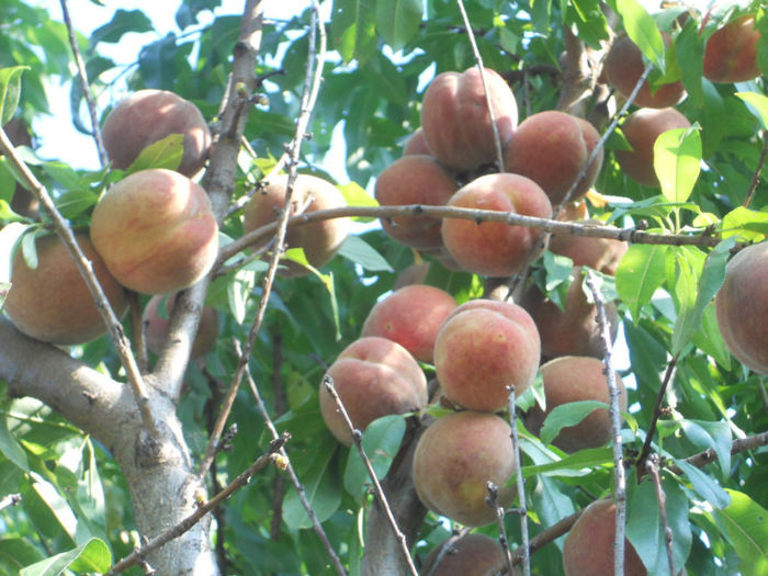 DSCN1543 - Fructe din gradina mea