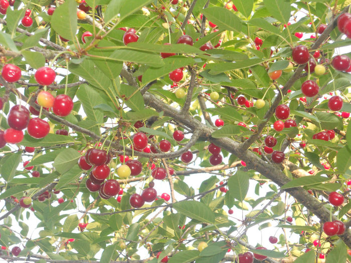 DSCN5088 - Fructe din gradina mea