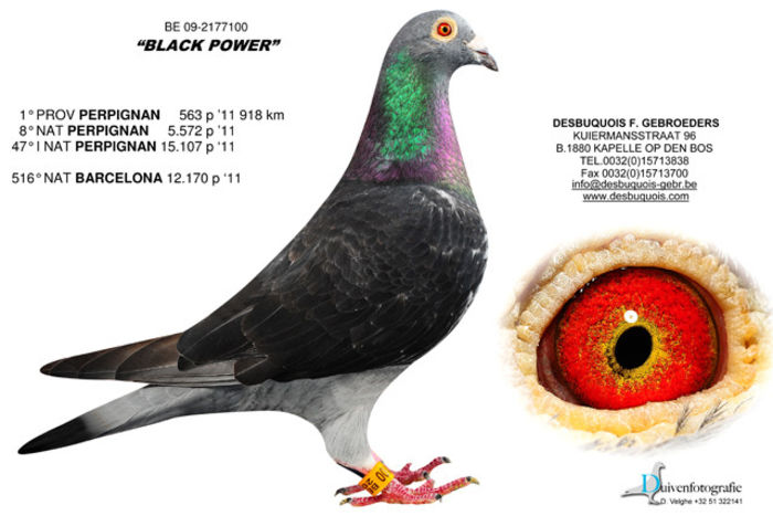 08-Black-Power - Porumbei Celebri