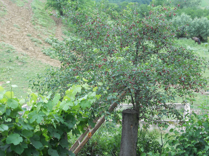 DSCN5124 - Fructe din gradina mea
