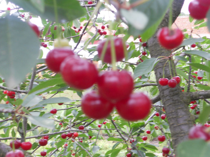 DSCN5131 - Fructe din gradina mea