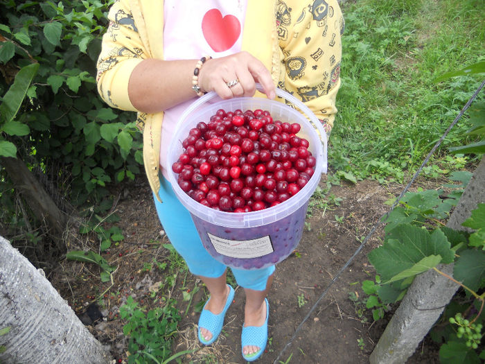 DSCN5140 - Fructe din gradina mea