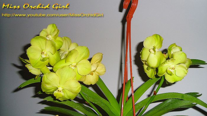 Vanda Lemon Gold - Orhidee de tip Vanda