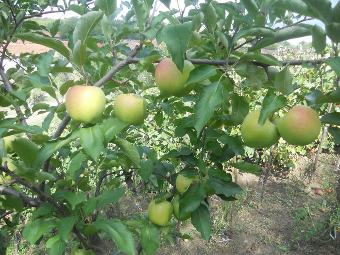 golden ??!! (nu stiu sigur) - Fructe din gradina mea