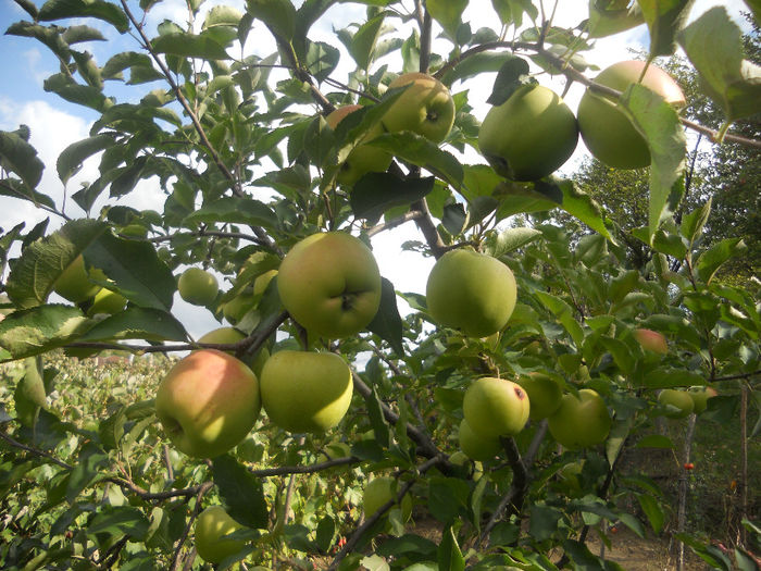 DSCN5784 - Fructe din gradina mea