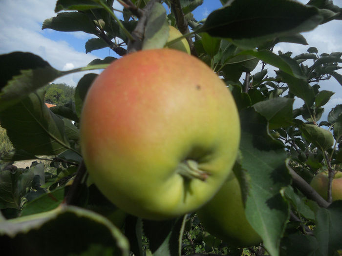 DSCN5785 - Fructe din gradina mea