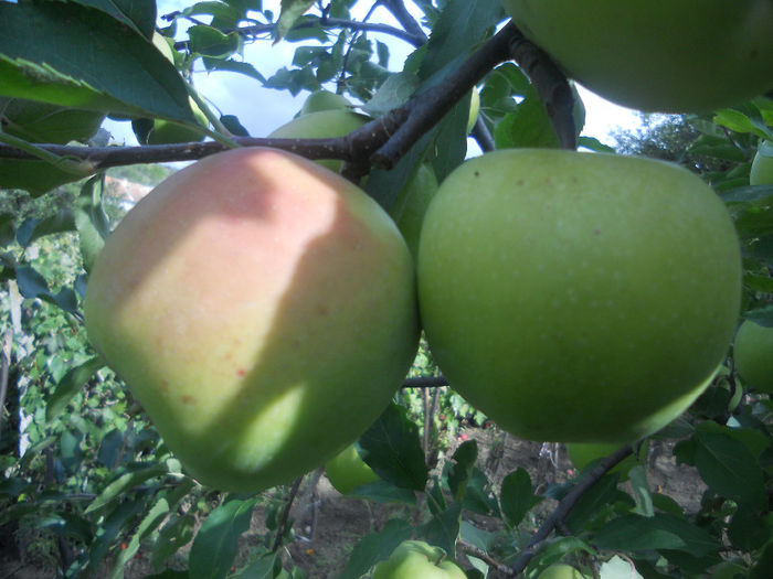 DSCN5786 - Fructe din gradina mea