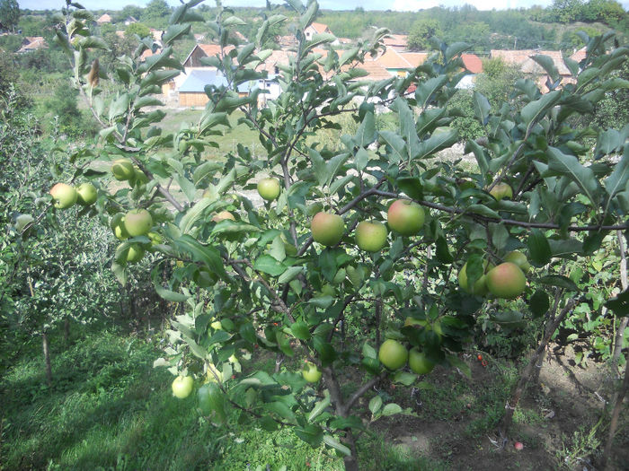 DSCN5791 - Fructe din gradina mea