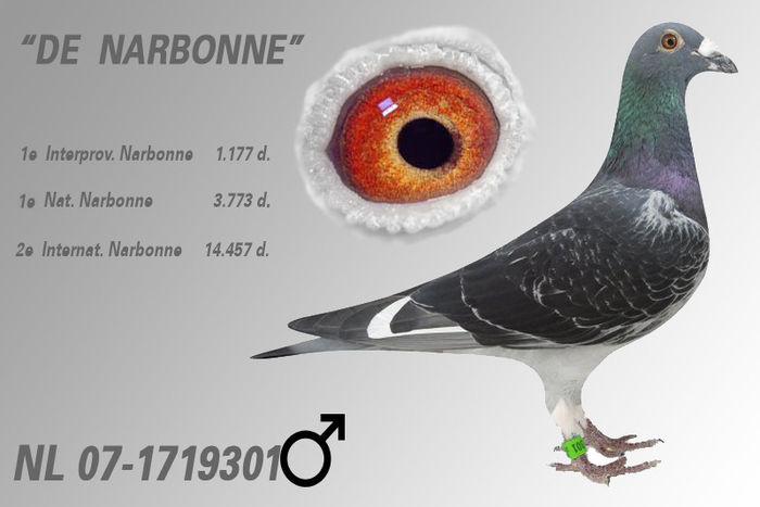 nl07-1719301_narbonne_ - Porumbei Celebri