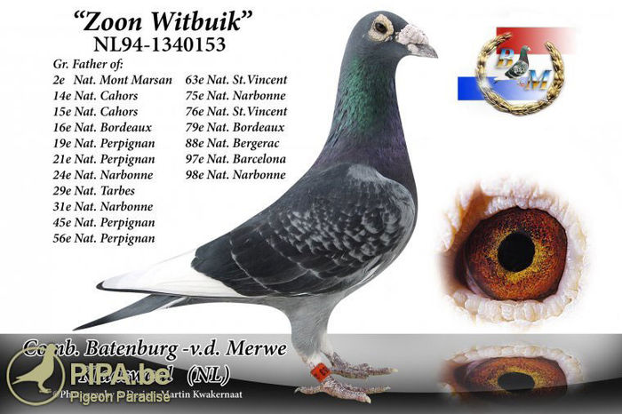 ZOON-WITBUIK