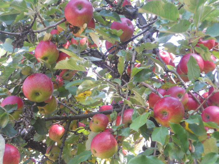 DSCN5802 - Fructe din gradina mea