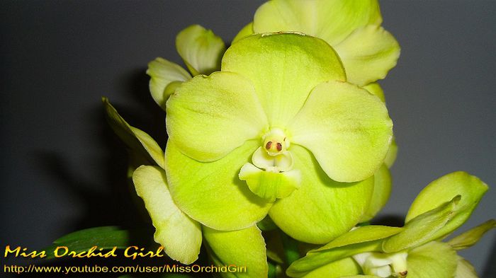 Vanda Lemon Gold - Orhidee de tip Vanda