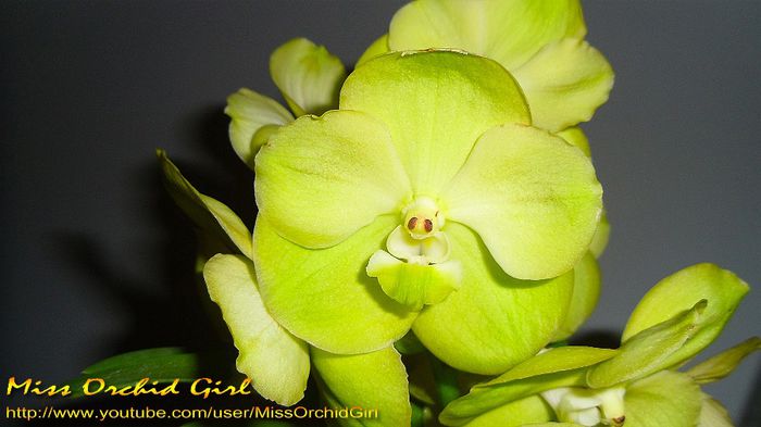 Vanda Lemon Gold