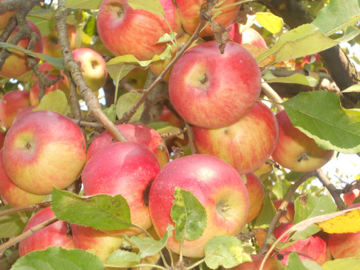 DSCN5808 - Fructe din gradina mea