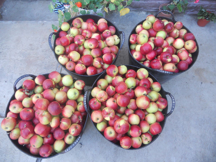 DSCN5810 - Fructe din gradina mea