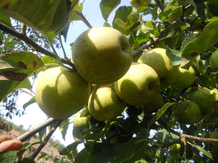 Golden - Fructe din gradina mea