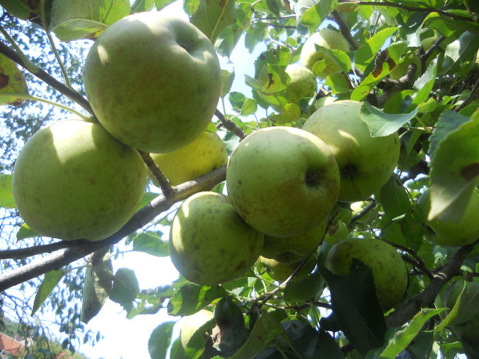 DSCN5825 - Fructe din gradina mea