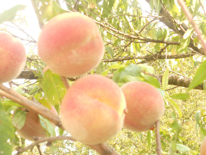 DSCN5827 - Fructe din gradina mea