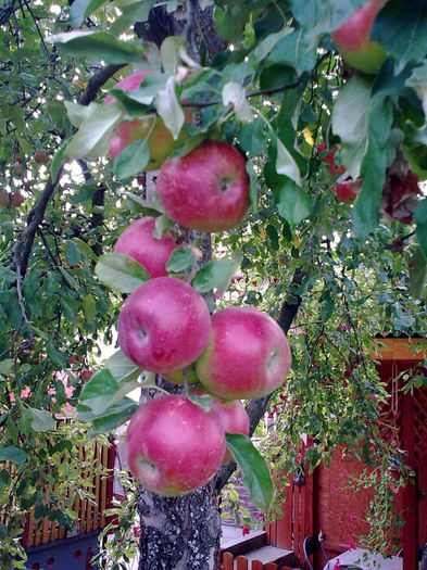 Imagine5005 - Fructe din gradina mea