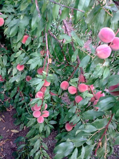 Imagine5017 - Fructe din gradina mea