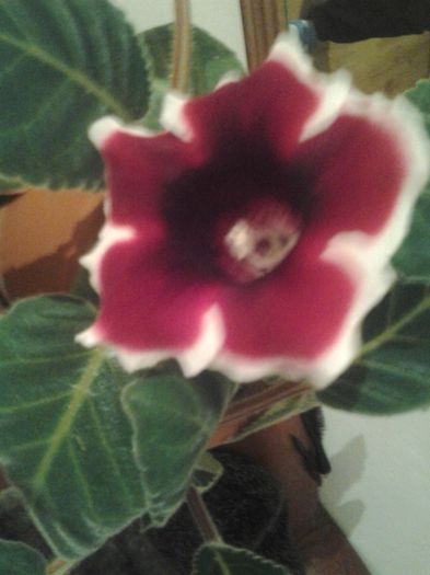 Fotografie0250 - Gloxinia