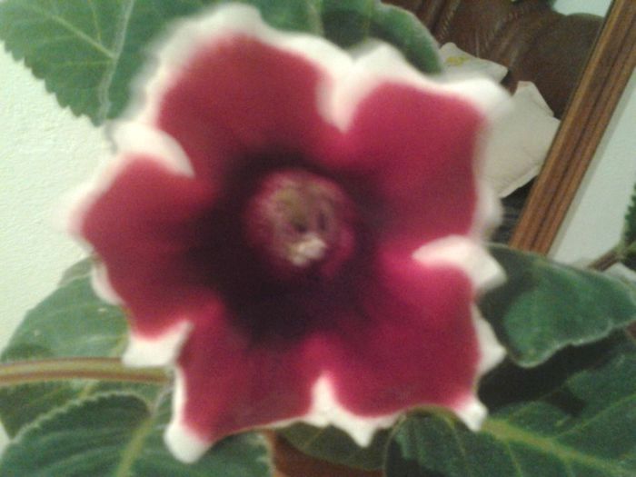 Fotografie0251 - Gloxinia