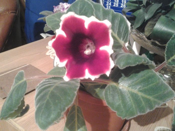 Fotografie0252 - Gloxinia